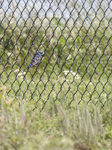Blue Grosbeak